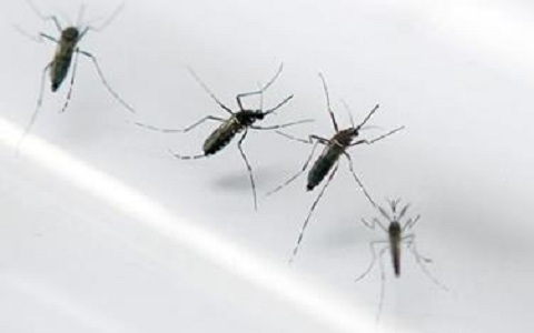 Mosquito Aedes aegypti vector de la fiebre chicungunya